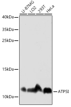 ATP5I Polyclonal Antibody