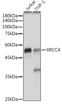 XRCC4 Polyclonal Antibody