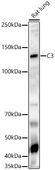 C3 Polyclonal Antibody