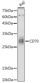 CD70 Polyclonal Antibody