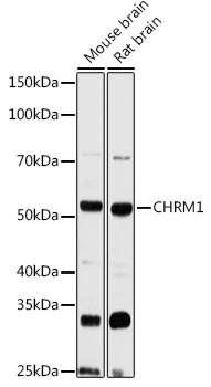 CHRM1 Polyclonal Antibody
