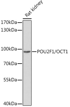 POU2F1/OCT1 Polyclonal Antibody