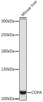 COPA Polyclonal Antibody