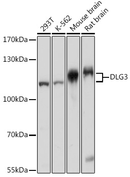 DLG3 Polyclonal Antibody