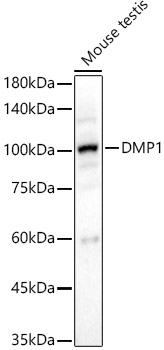 DMP1 Polyclonal Antibody