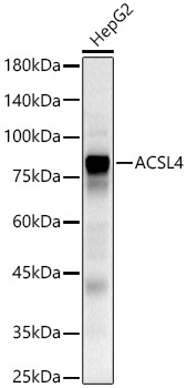 ACSL4 Polyclonal Antibody