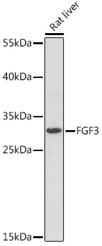 FGF3 Polyclonal Antibody