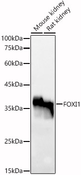 FOXI1 Polyclonal Antibody