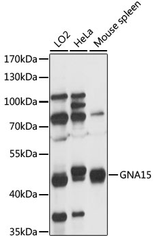 GNA15 Polyclonal Antibody
