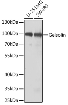 Gelsolin Polyclonal Antibody