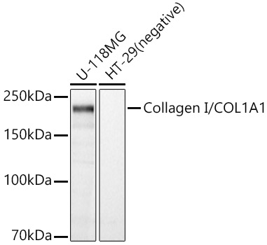 Collagen I/COL1A1 Polyclonal Antibody