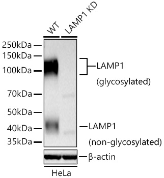 LAMP1 Polyclonal Antibody