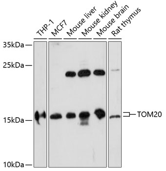 TOM20 Polyclonal Antibody