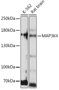 MAP3K4 Polyclonal Antibody