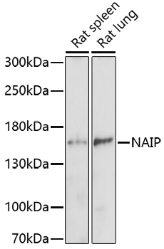 NAIP Polyclonal Antibody