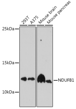 NDUFB1 Polyclonal Antibody