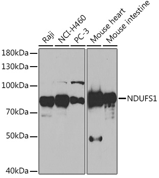 NDUFS1 Polyclonal Antibody