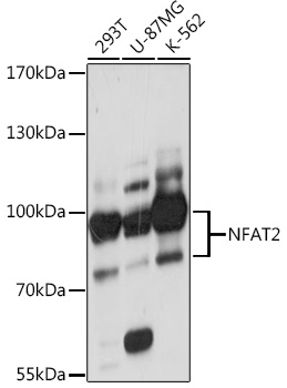 NFAT2 Polyclonal Antibody