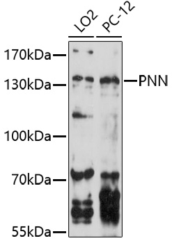 PNN Polyclonal Antibody