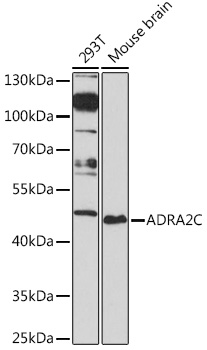 ADRA2C Polyclonal Antibody&nbsp;<img src="images/icon_newarrival.gif" alt="new" border="0">