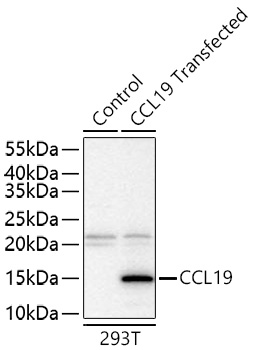 CCL19 Polyclonal Antibody