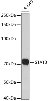 STAT3 Polyclonal Antibody