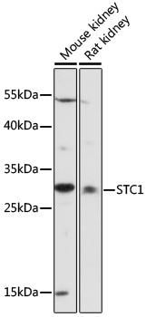 STC1 Polyclonal Antibody