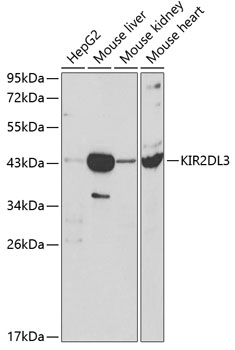 KIR2DL3 Polyclonal Antibody