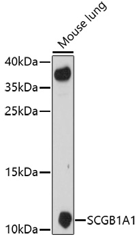 SCGB1A1 Polyclonal Antibody