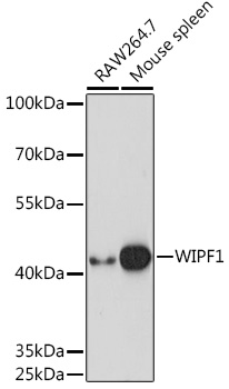 WIPF1 Polyclonal Antibody