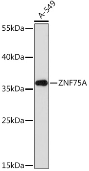 ZNF75A Polyclonal Antibody