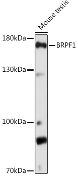 BRPF1 Polyclonal Antibody