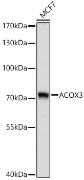 ACOX3 Polyclonal Antibody&nbsp;<img src="images/icon_newarrival.gif" alt="new" border="0">