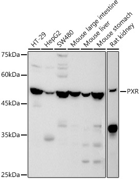 PXR Polyclonal Antibody