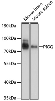 PIGQ Polyclonal Antibody