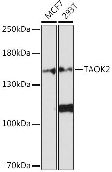 TAOK2 Polyclonal Antibody