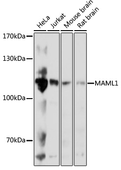MAML1 Polyclonal Antibody