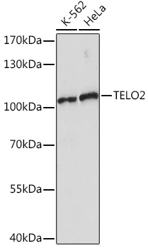 TELO2 Polyclonal Antibody