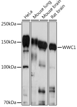 WWC1 Polyclonal Antibody