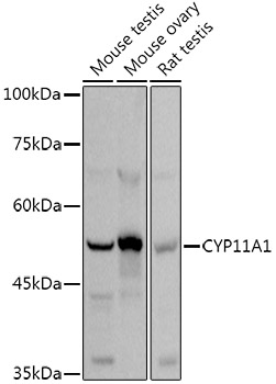 CYP11A1 Polyclonal Antibody
