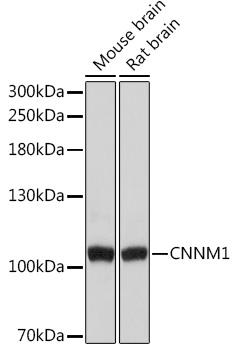 CNNM1 Polyclonal Antibody