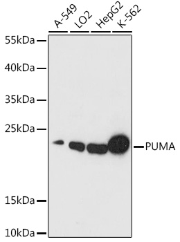 PUMA Polyclonal Antibody
