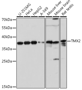 TMX2 Polyclonal Antibody