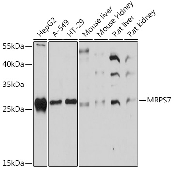 MRPS7 Polyclonal Antibody