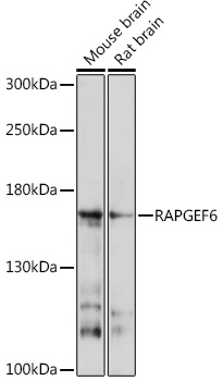 RAPGEF6 Polyclonal Antibody