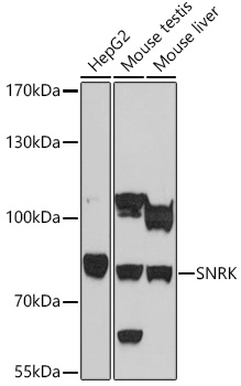 SNRK Polyclonal Antibody