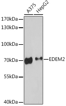 EDEM2 Polyclonal Antibody