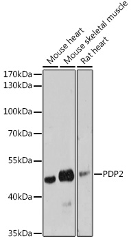 PDP2 Polyclonal Antibody