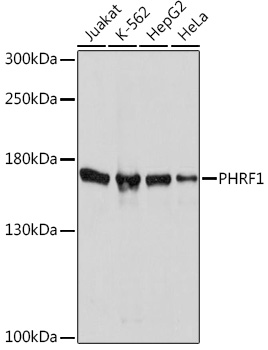 PHRF1 Polyclonal Antibody