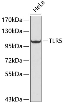 TLR5 Polyclonal Antibody